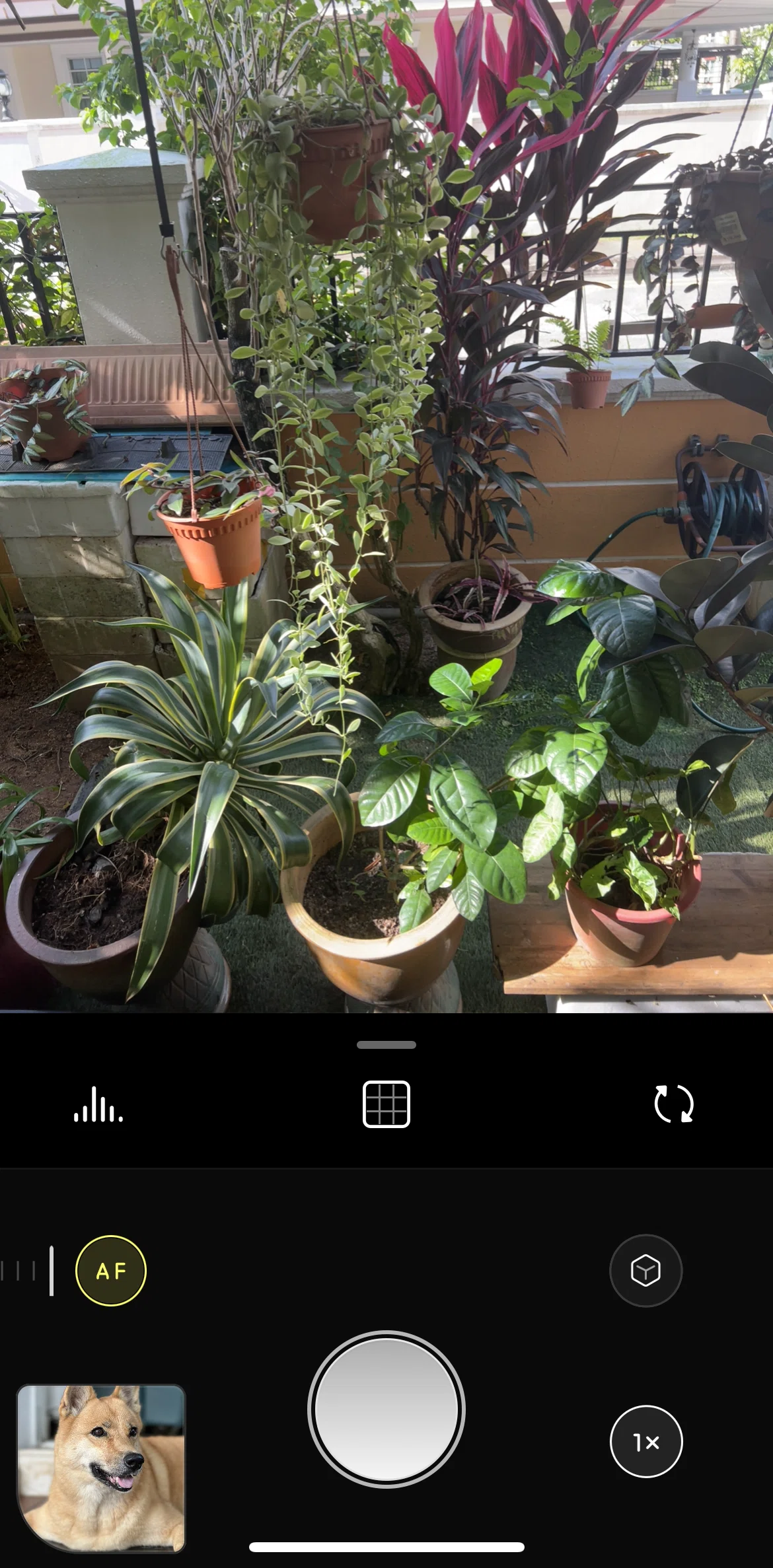 Halide Mark III Screen screen in the Auto / Manual mode flow