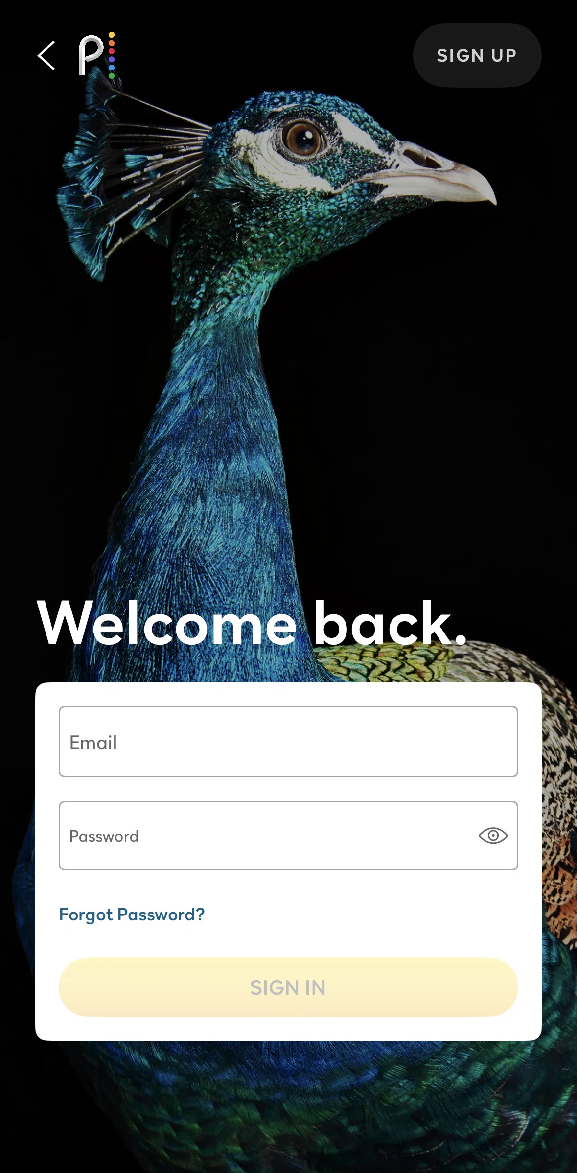 Peacock Screen screen in the Resetting password flow