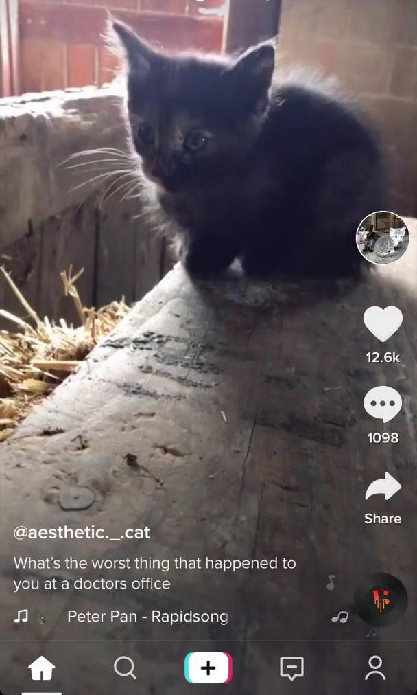 Tiktok Video screen in the General Browsing flow